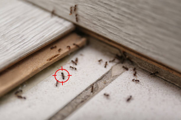 Best Ant Control Services  in Limestone Creek, FL