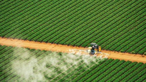 Best Termite Control Services  in Limestone Creek, FL