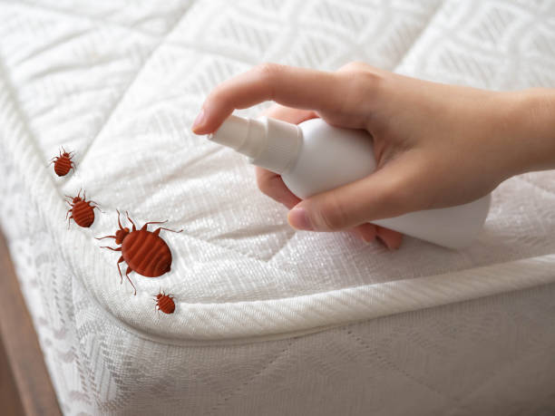 Best Cockroach Control Services  in Limestone Creek, FL