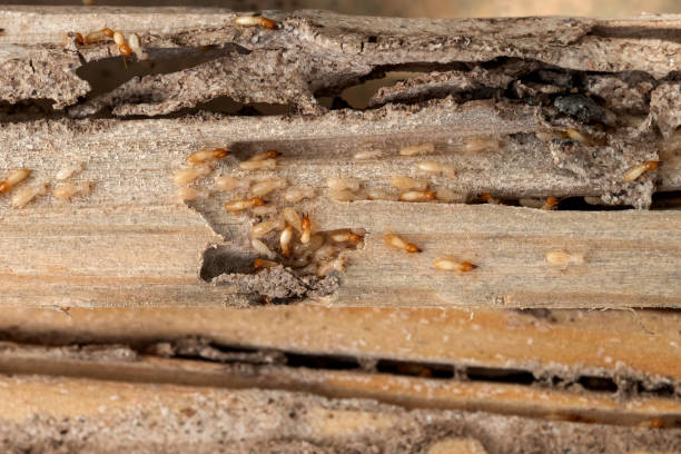 Best Wildlife Control Services  in Limestone Creek, FL