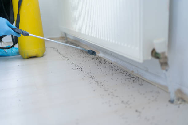 Best Affordable Pest Control Services  in Limestone Creek, FL