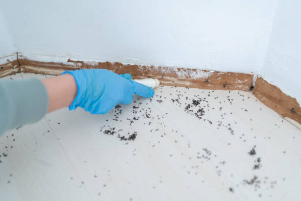 Best Insect Control  in Limestone Creek, FL